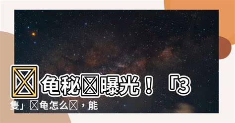 養烏龜招財|養烏龜招財：改善風水、提升運勢的秘訣 